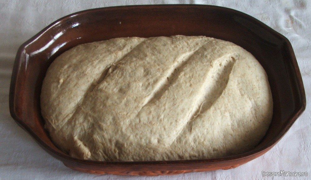 Coca crescuta in vasul roman gata de coacere pentru paine de casa coapta in cuptor.