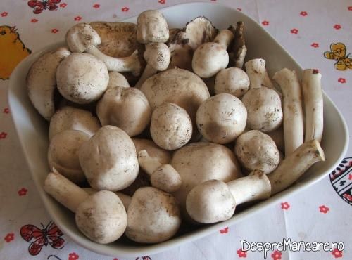 Ciuperci albe, de padure pentru supa crema de legume si ciuperci.