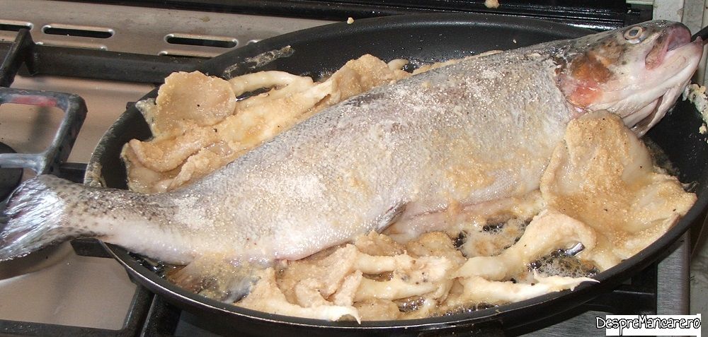 pastrav somonat prajit cu pane' uri de pleorotus (3)
