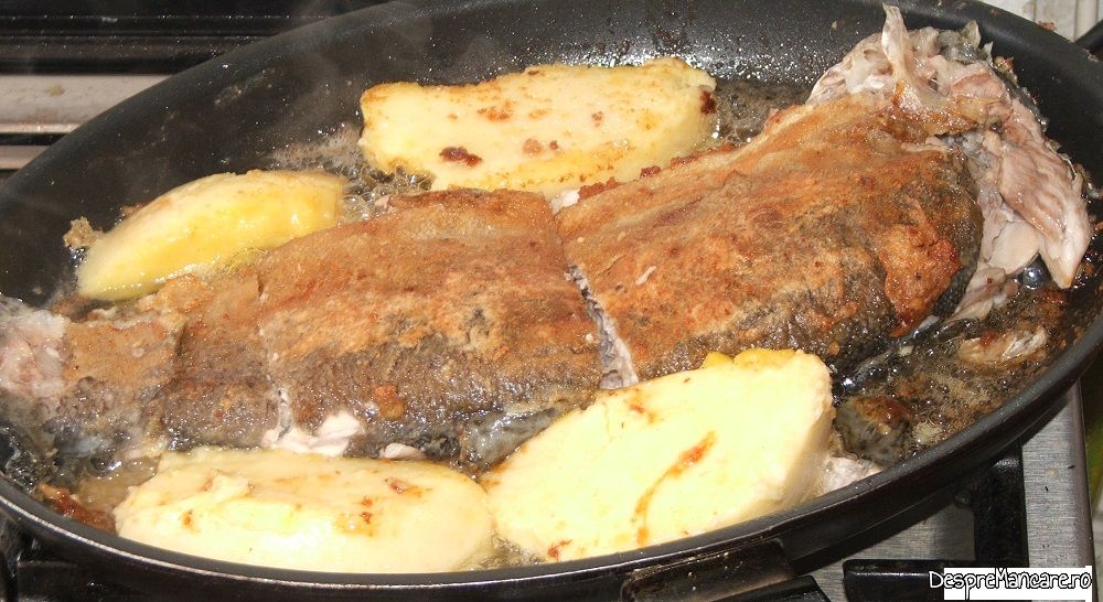 pastrav somonat prajit cu pane' uri de pleorotus (5)